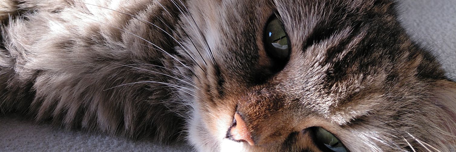 pelimalara's profile banner image
