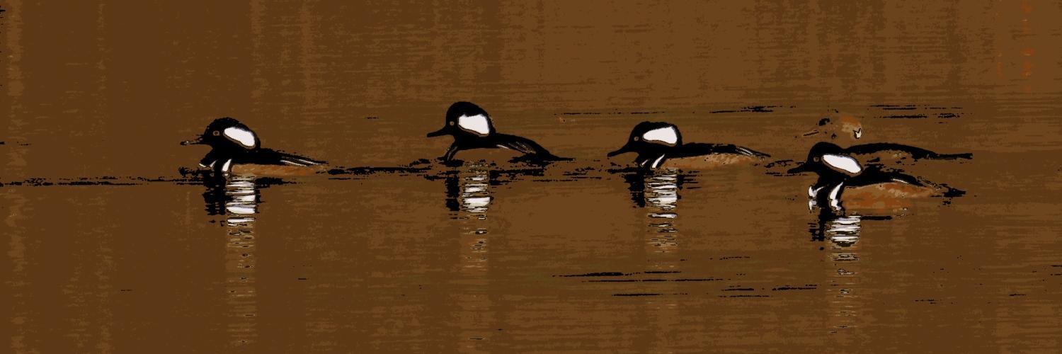 NLBbirder's profile banner image