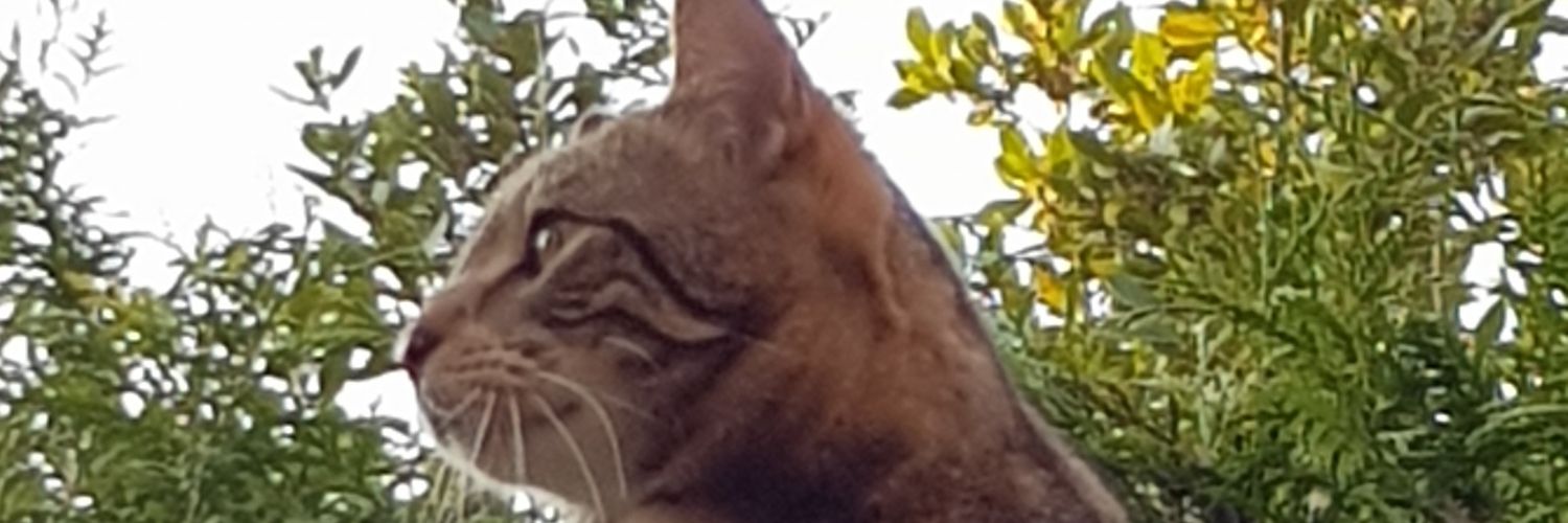 ValmarieVal's profile banner image