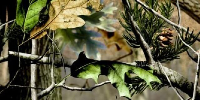 CreelAmber's profile banner image