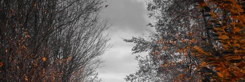 bezaaar_'s profile banner image