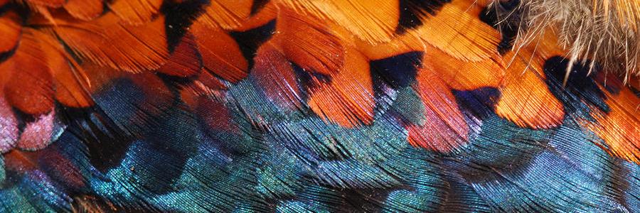 TheFeather_Co's profile banner image