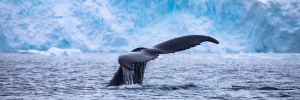 Whale up banner