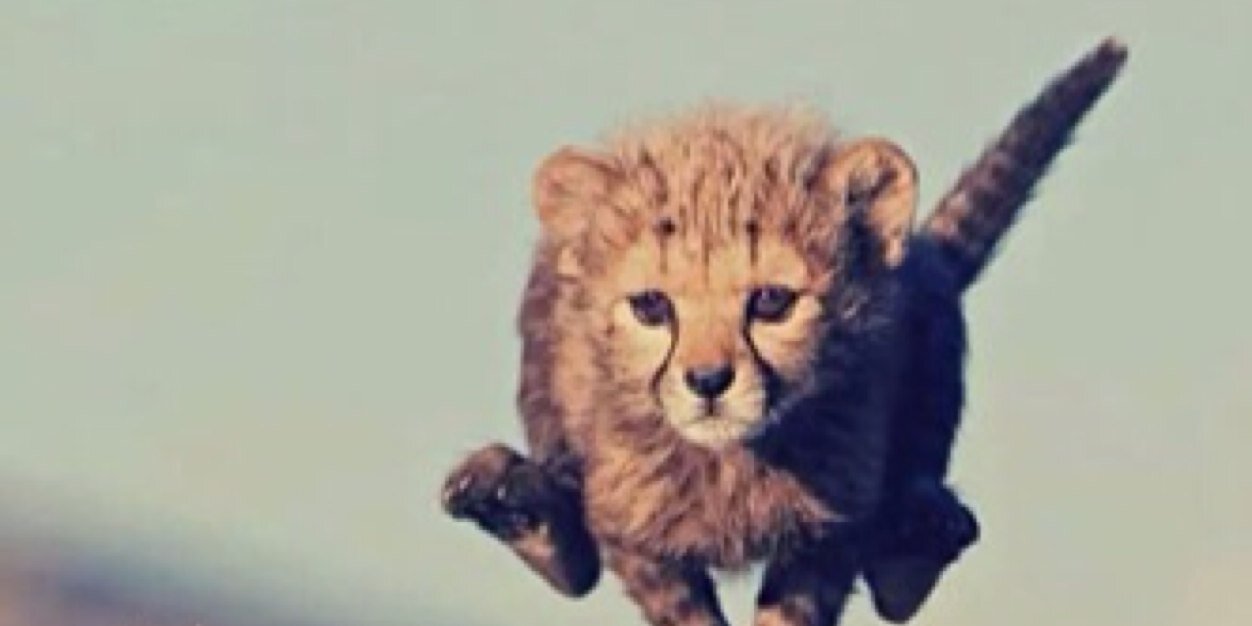 Miicats's profile banner image