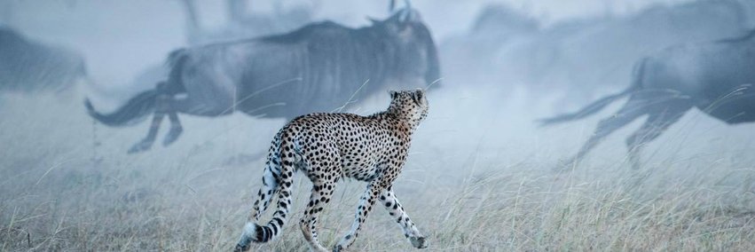 AACSafari's profile banner image