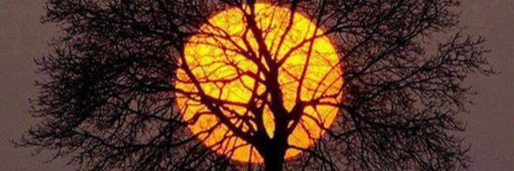 phantom_tiger's profile banner image