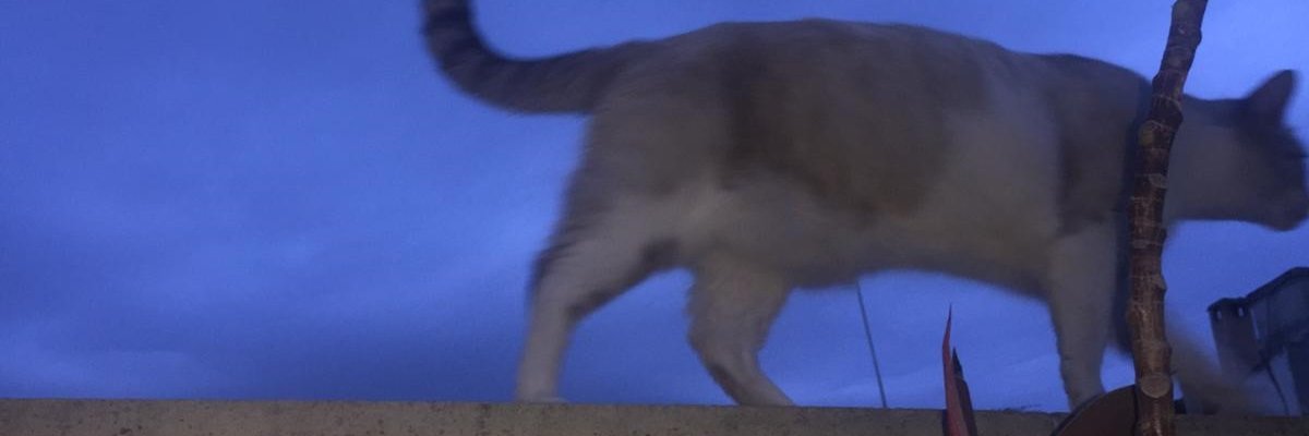 never2loved's profile banner image