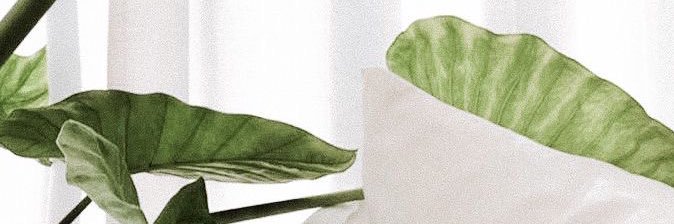KSolis4's profile banner image