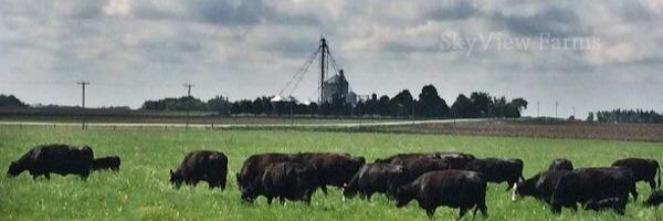 Laura Cunningham banner