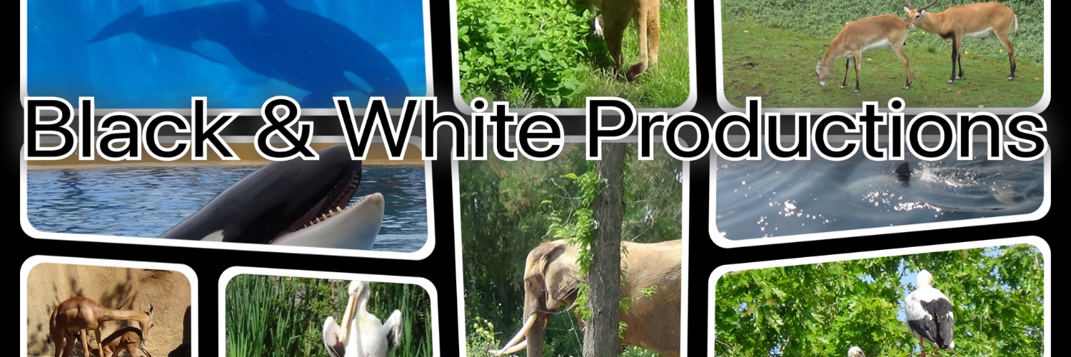 Black & White Productions banner