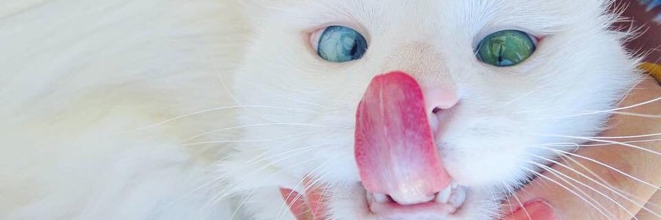 DoncelLina's profile banner image