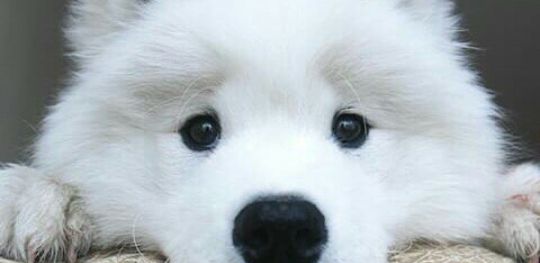 nivek2084's profile banner image