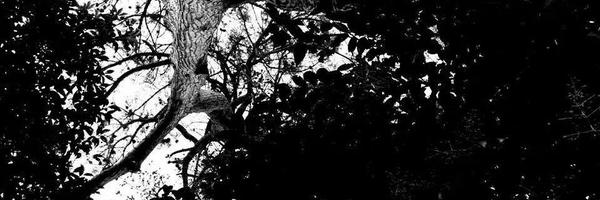 Megistone90 Profile Banner