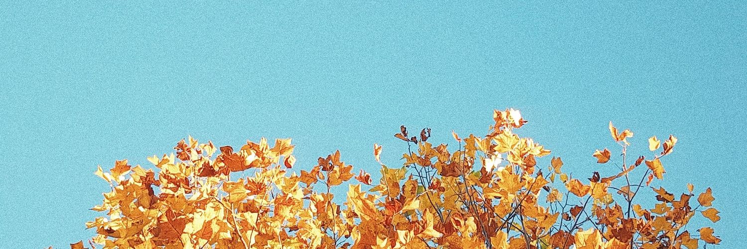 MooseCarrot's profile banner image