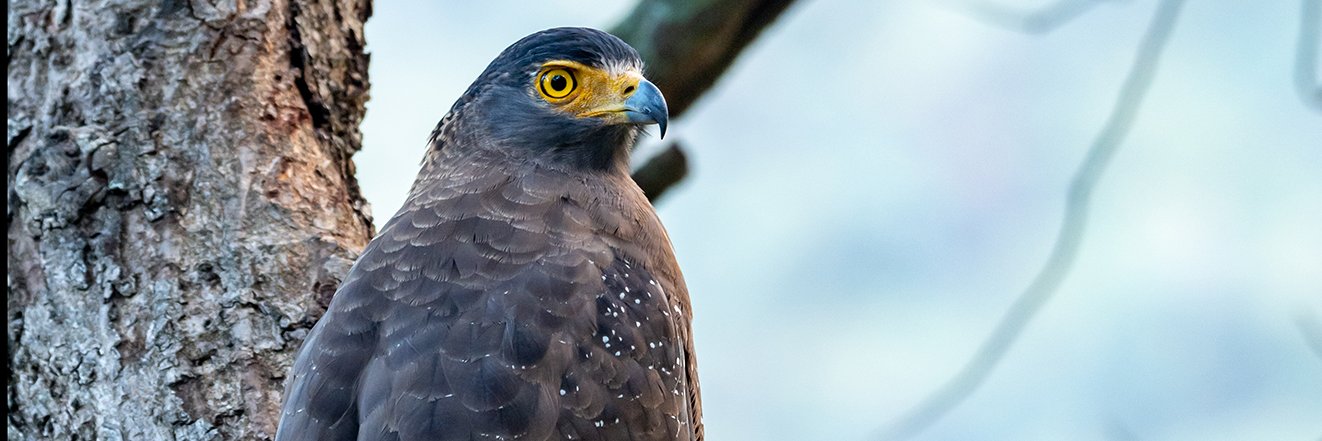 muralisk's profile banner image
