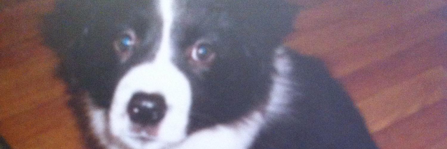 bellahanley's profile banner image