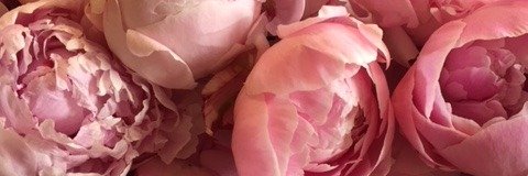 LaurieLendon's profile banner image