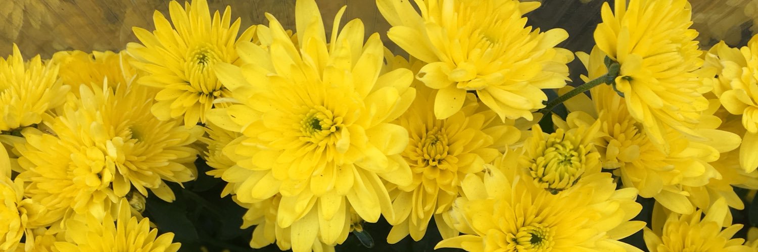 Liadanna's profile banner image