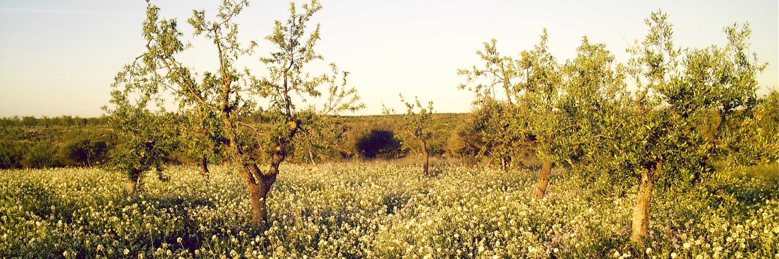 delicadeses's profile banner image
