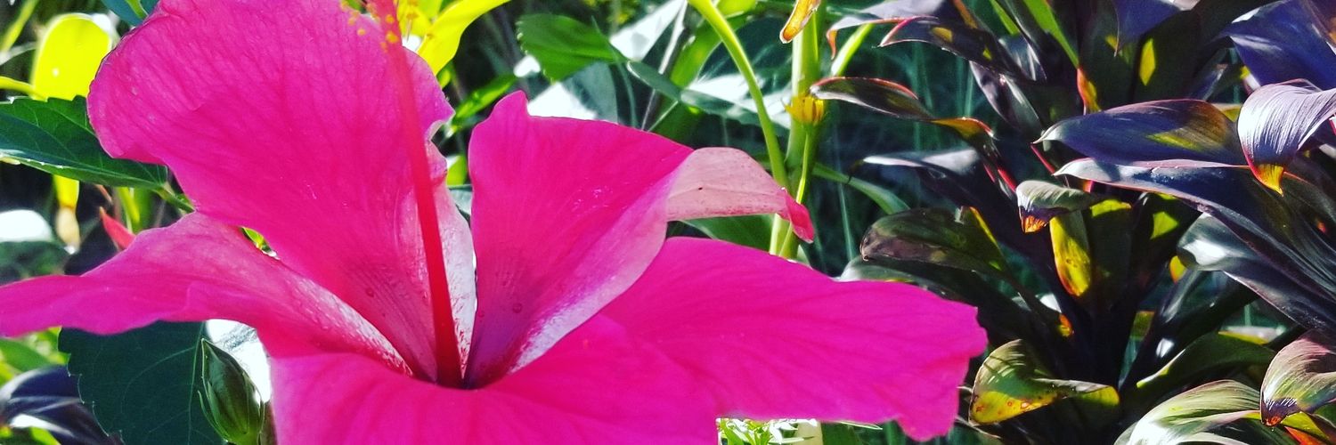 ThePinkRavyn's profile banner image