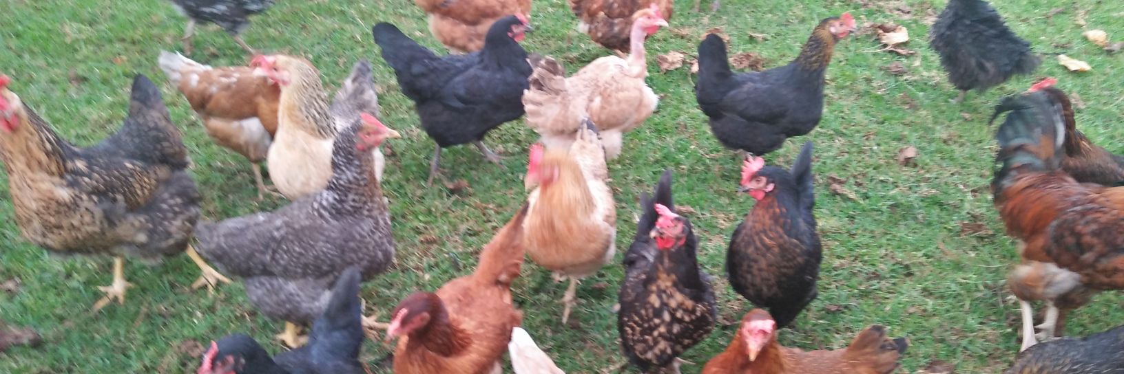 The Poultry Farmer banner