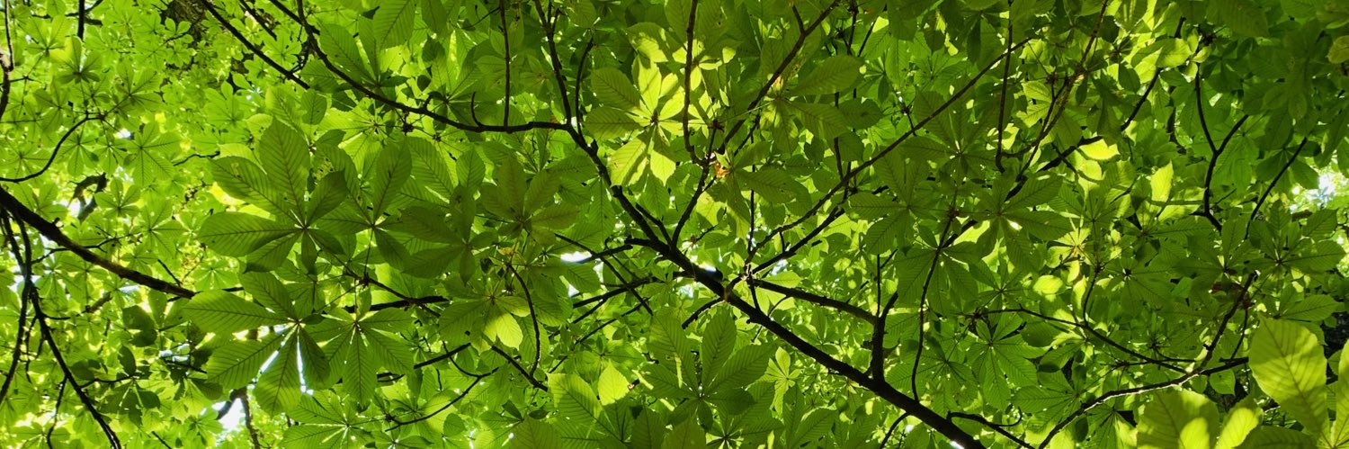 Endrius Cocciolo banner