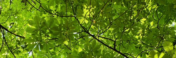 EndriusCocciolo Profile Banner