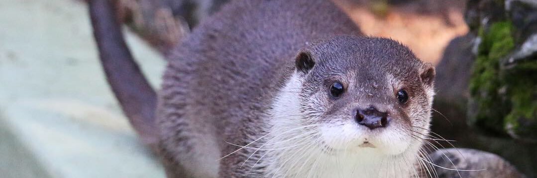 otter_bot's profile banner image