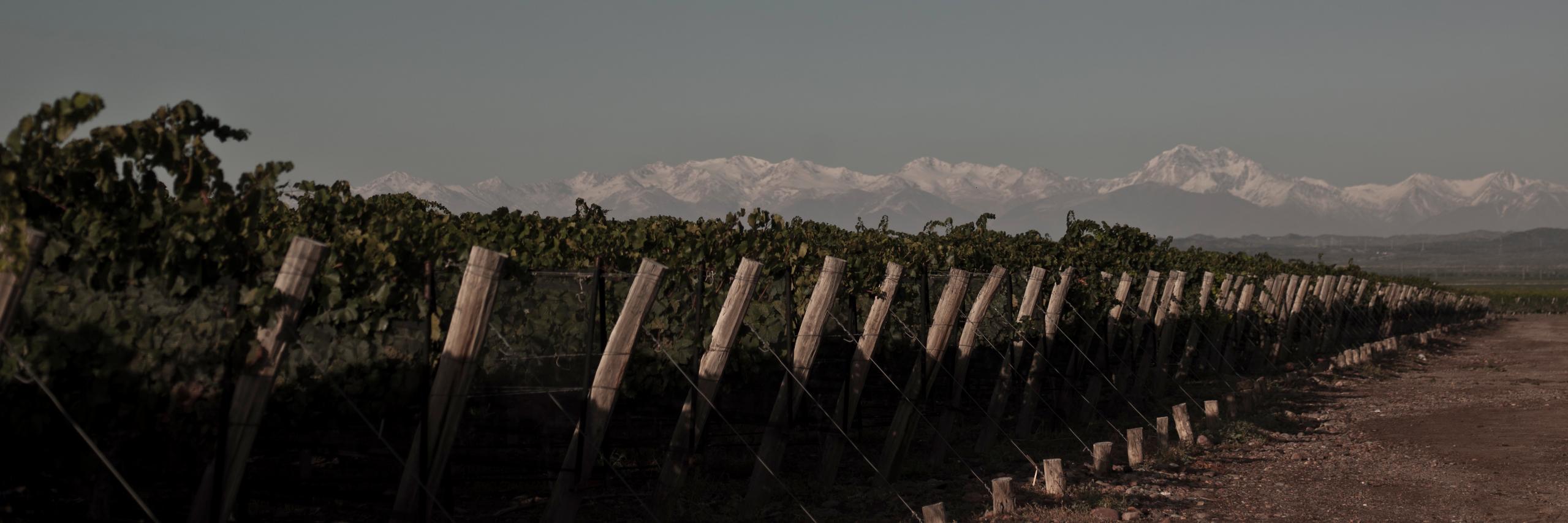 Javier Lo Forte banner