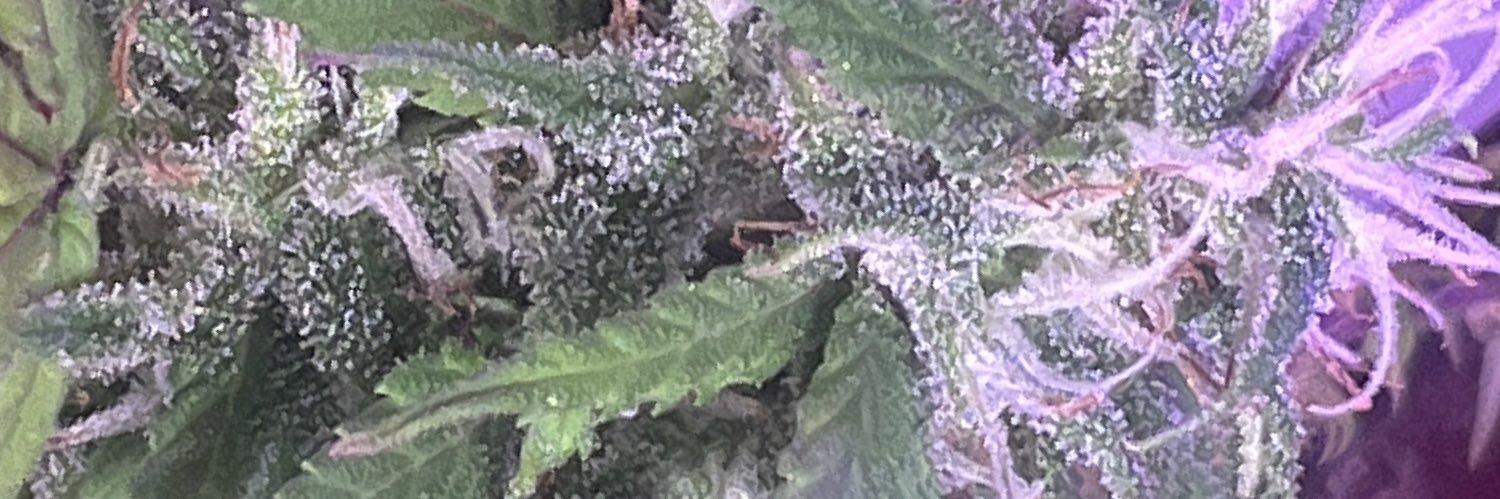 Real Talk America 🇺🇸 banner