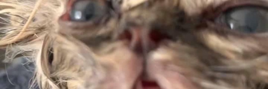 macdeadass banner