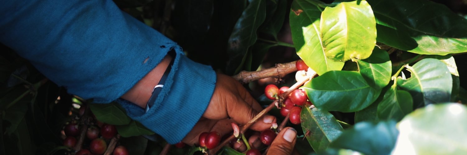 QuasarCoffee's profile banner image