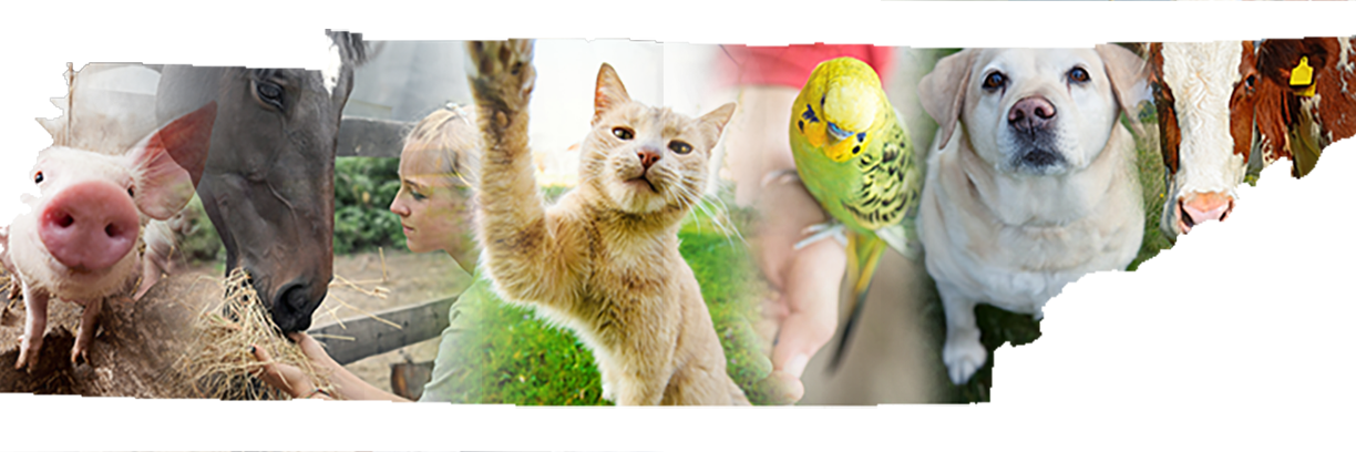 TennesseeVMA banner