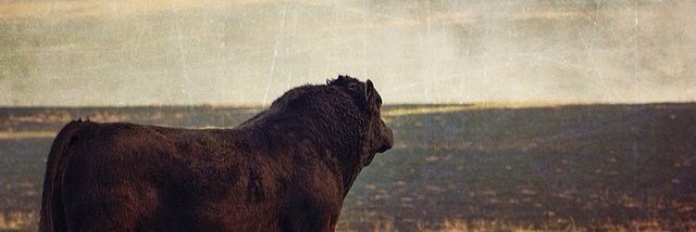 Jayne Bannister banner