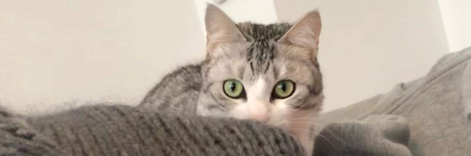 Pimousse2882's profile banner image