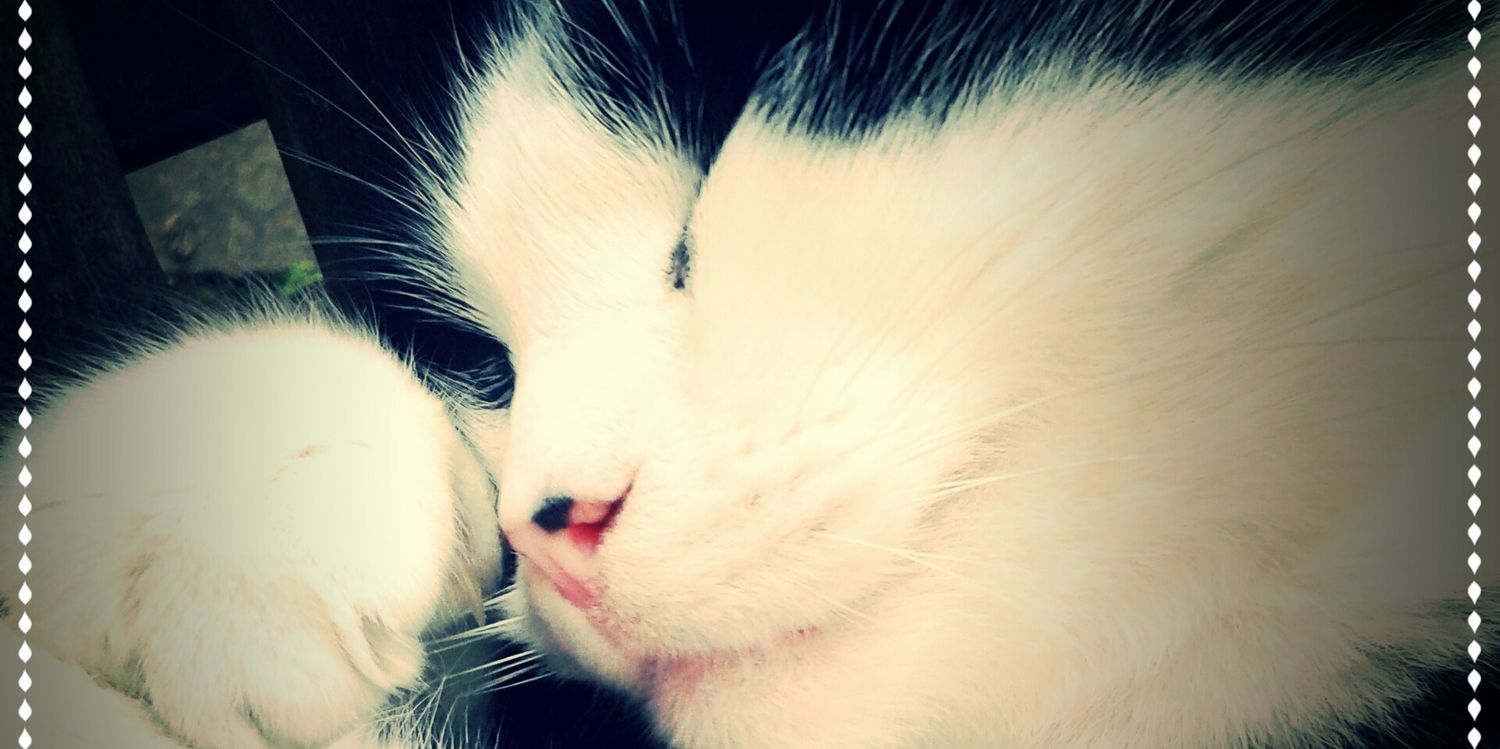 Emma12Cat's profile banner image