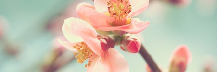 Mimi_Aki's profile banner image