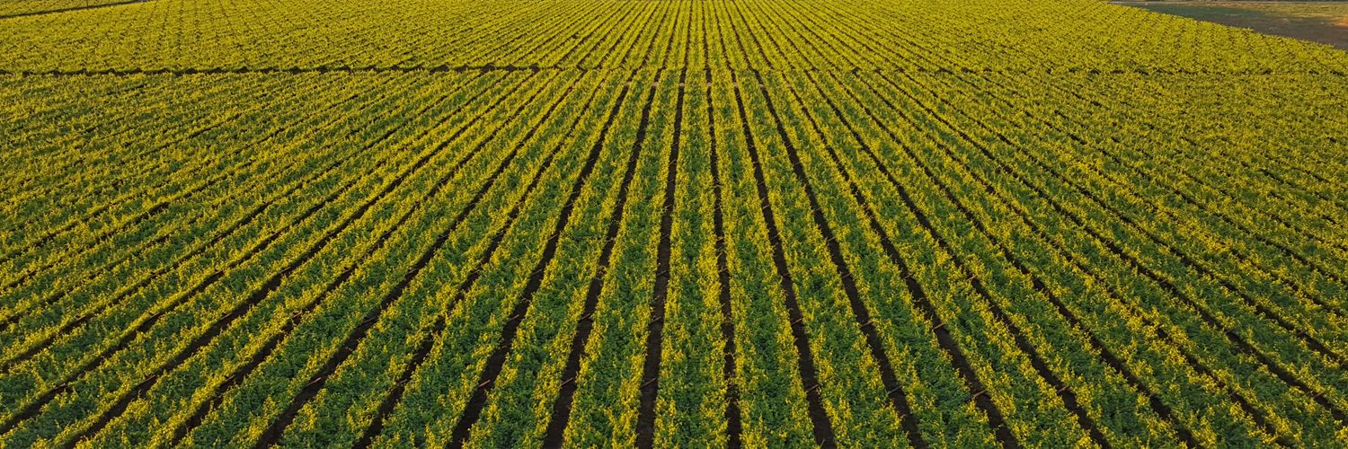 De Witt Kamfer banner