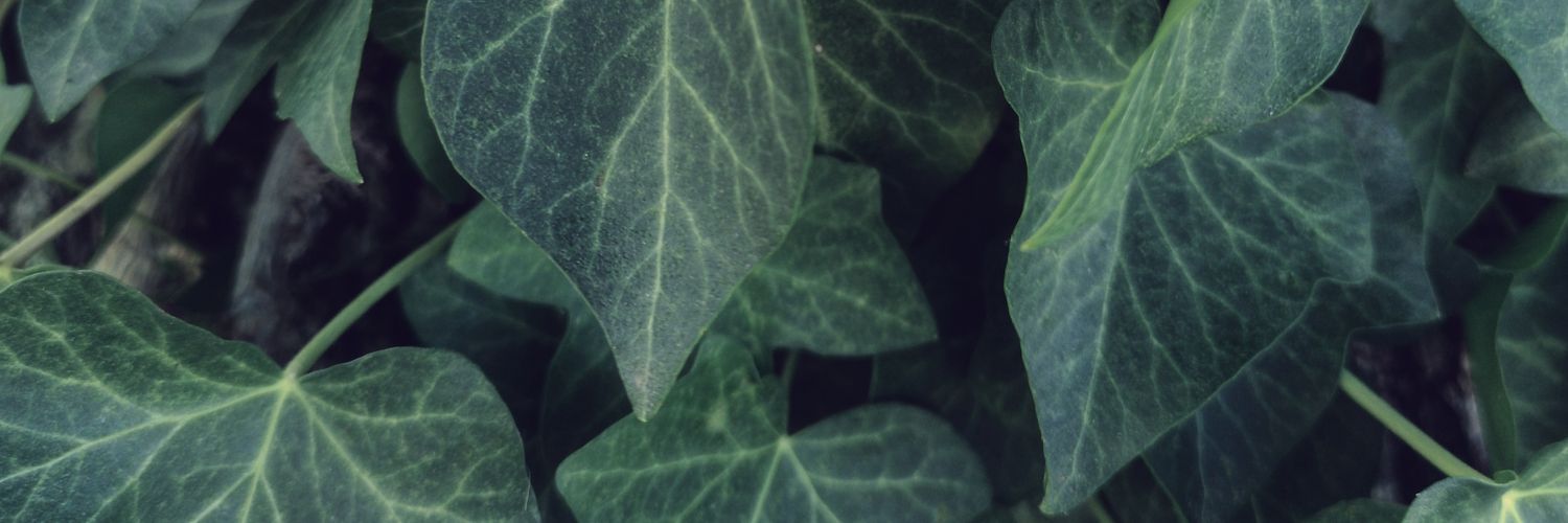 saraarnald's profile banner image