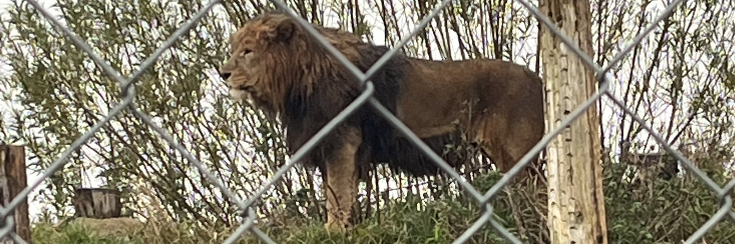 Gregg Mortimer banner