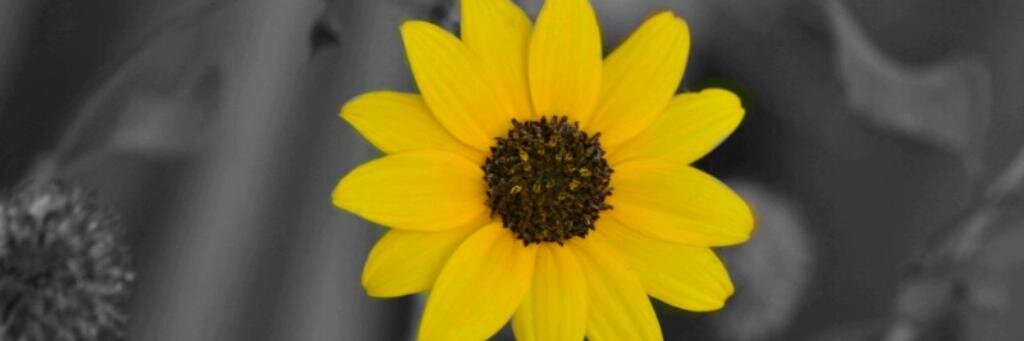 shivamclicks's profile banner image