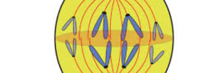 thecentriole's profile banner image