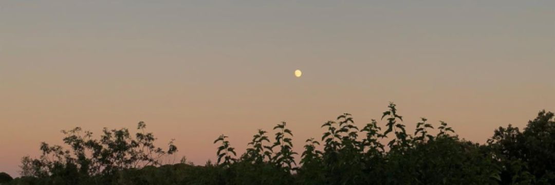 patriukis's profile banner image