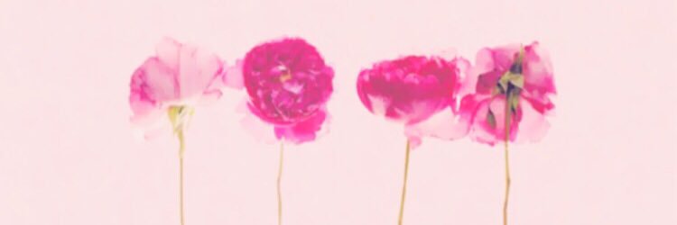 🌷 banner
