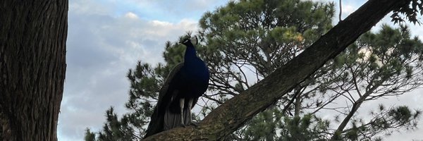 AlfredHartojo29 Profile Banner
