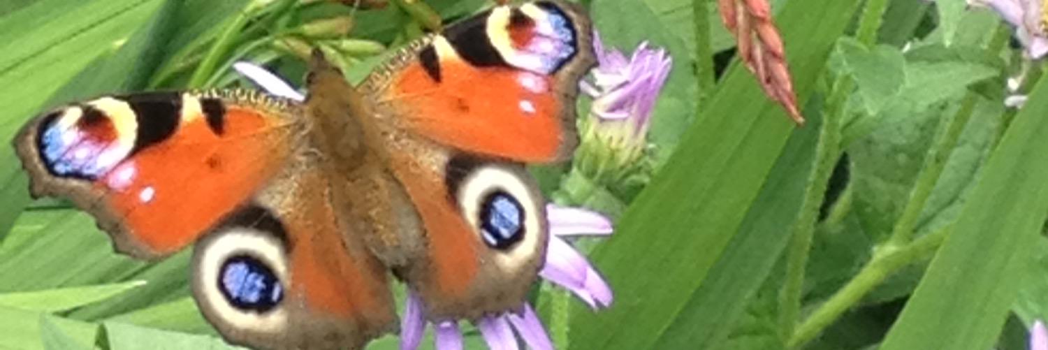 Michelle Ellitts banner