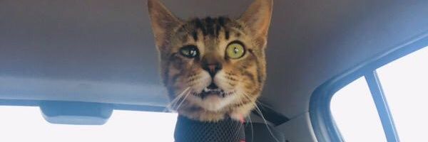 mazzotti samuel banner