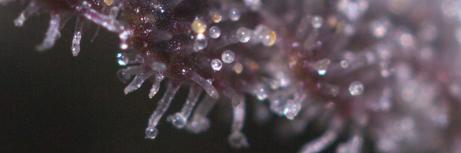 eostoner's profile banner image