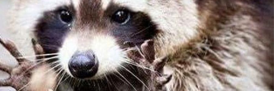 bawbu's profile banner image