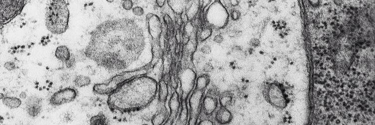 BLysosome's profile banner image